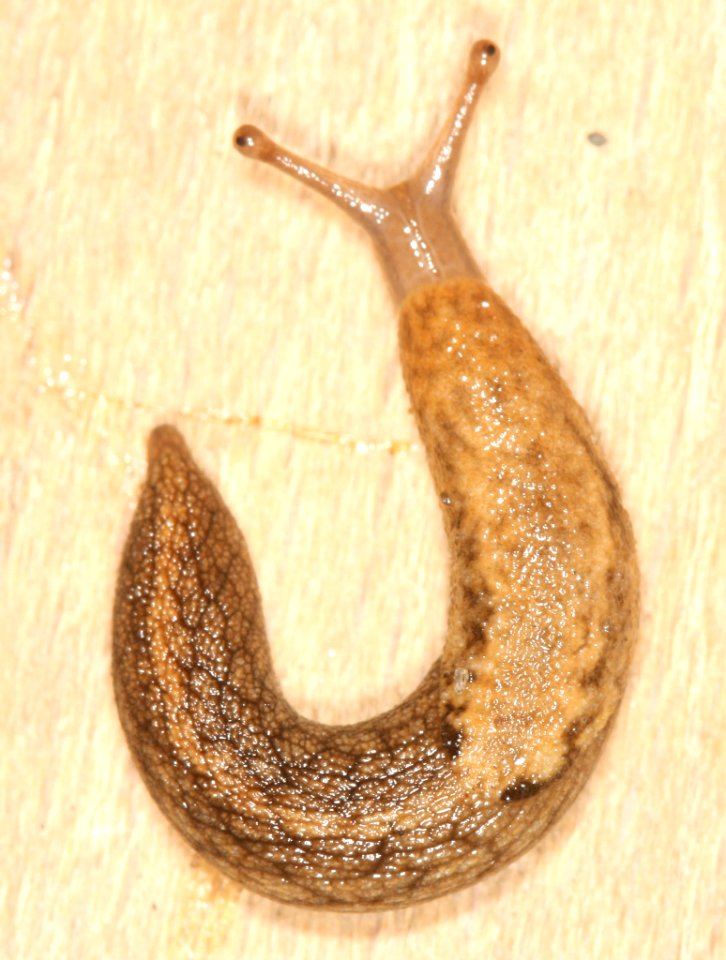 Prophysaon andersoni