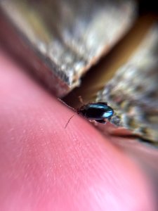 Psylliodes chrysocephalus (06)