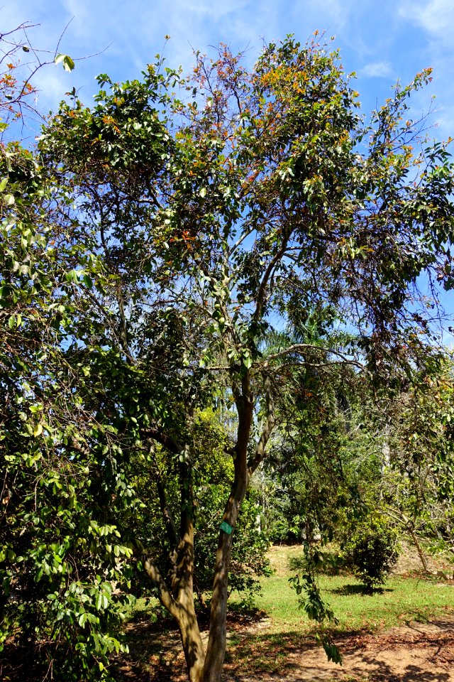 Psidium friedrichsthalianum - Fruit and Spice Park - Homestead, Florida - DSC08901