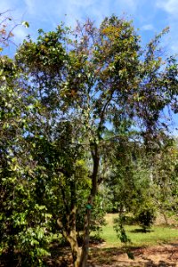 Psidium friedrichsthalianum - Fruit and Spice Park - Homestead, Florida - DSC08901