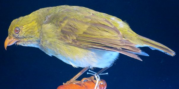 Psittirostra psittacea, male, Bishop Museum, Honolulu