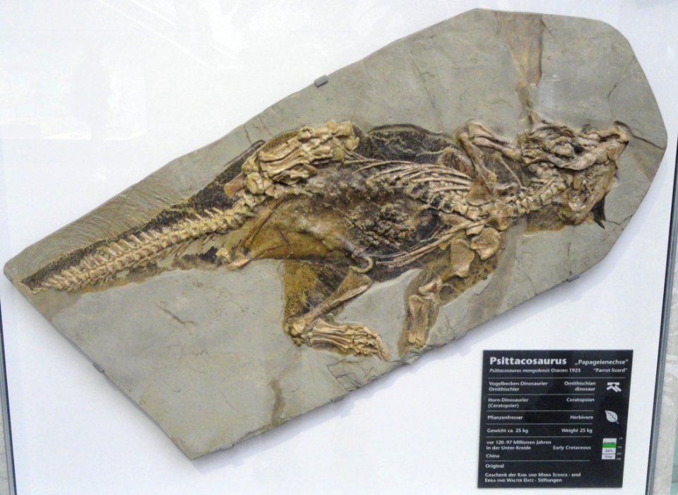 Psittacosaurus mongoliensis - Naturmuseum Senckenberg - DSC02251