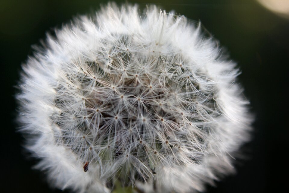 Dandelion nature faded dandelion