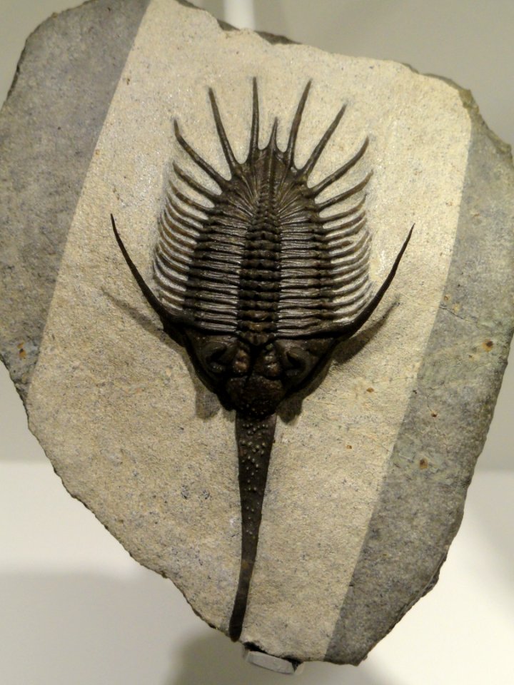 Psychopyge termierorum, Early Devonian, Bou Tiskaouine Formation, Morocco - Houston Museum of Natural Science - DSC01458