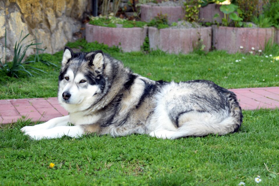 Alaskan-malamute malamute dog