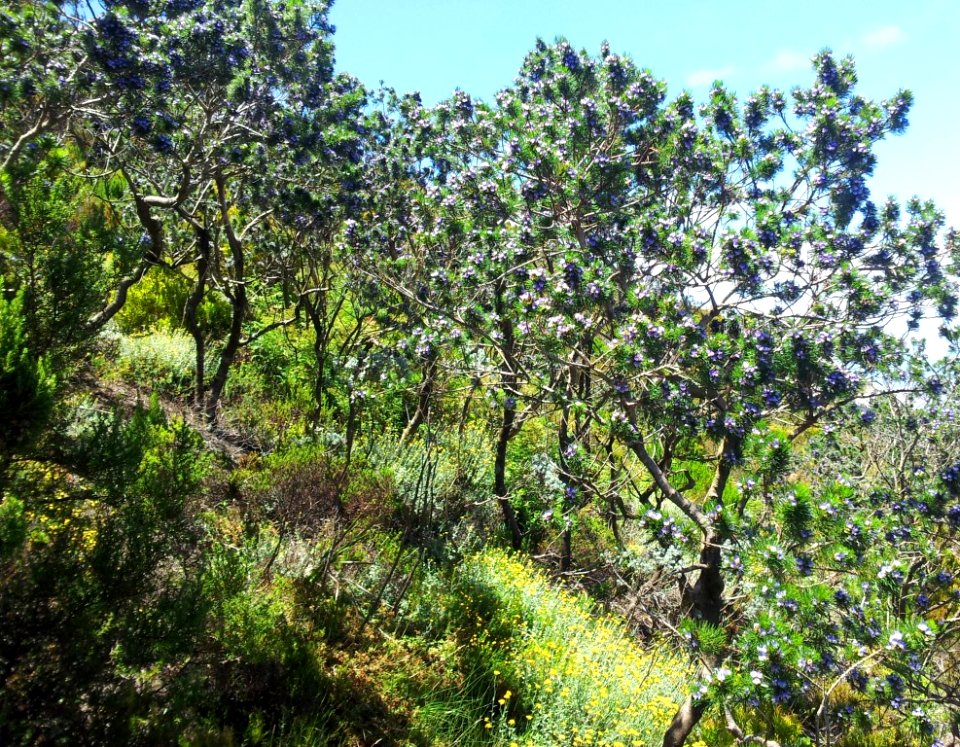 Psoralea pinnata trees on Devils Peak Cape Town 1