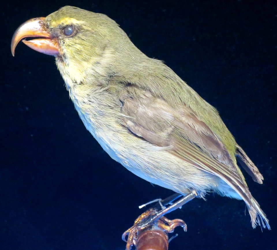 Pseudonestor xanthophrys Roths, male, Honolulu
