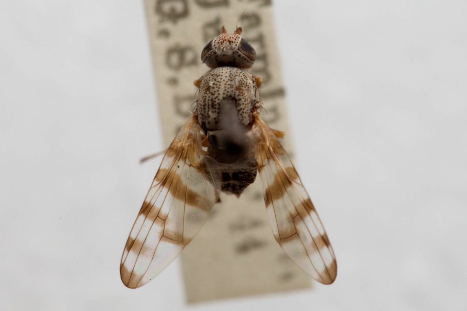 Pseudotephritina inaequalis, dorsal view
