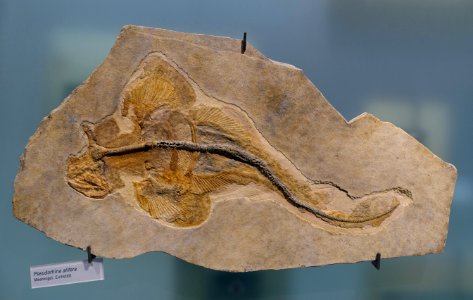 Pseudorhina alifera - Museum fur Naturkunde, Berlin - DSC09952
