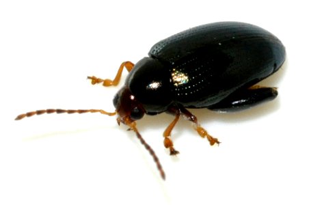 Psylliodes-chrysocephala-01-fws