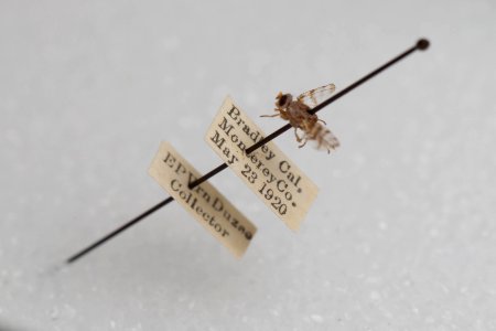 Pseudotephritina cribellum, alternate specimen with labels