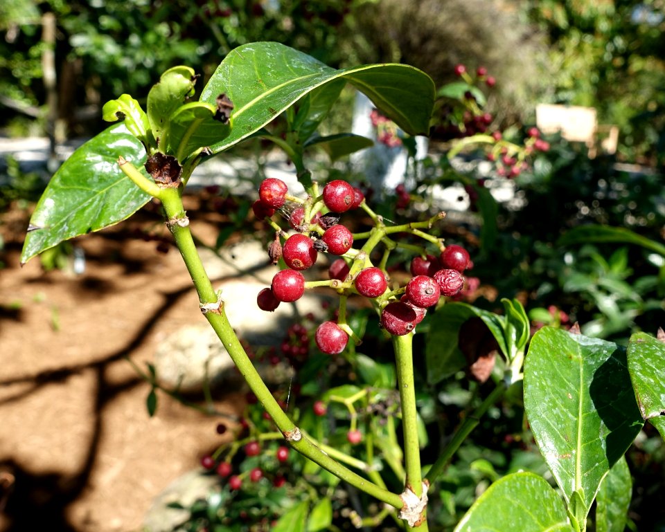 Psychotria ligustrifolia - Naples Botanical Garden - Naples, Florida - DSC00071