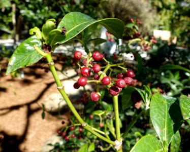 Psychotria ligustrifolia - Naples Botanical Garden - Naples, Florida - DSC00071