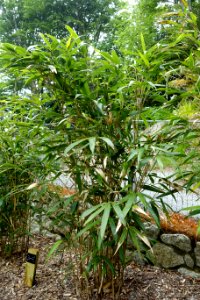 Pseudosasa japonica - Trebah Garden - Cornwall, England - DSC01668