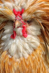Chicken animal chinese