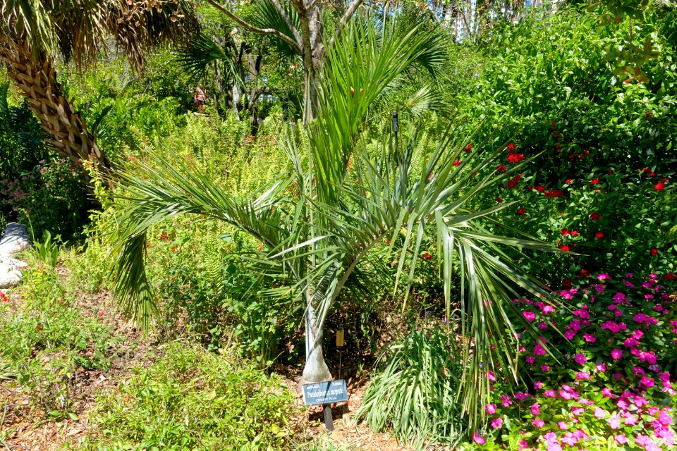 Pseudophoenix sargentii - Marie Selby Botanical Gardens - Sarasota, Florida - DSC01572