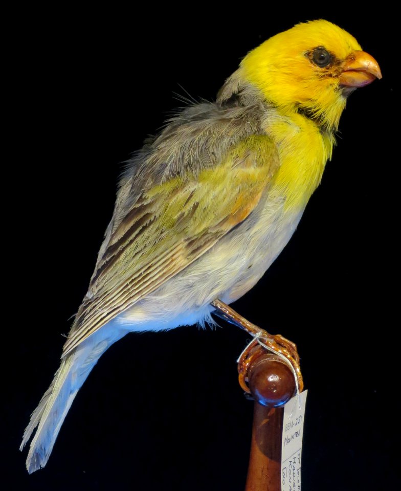 Psittirostra bailleui (Oustalet), male, Bishop Museum, Honolulu