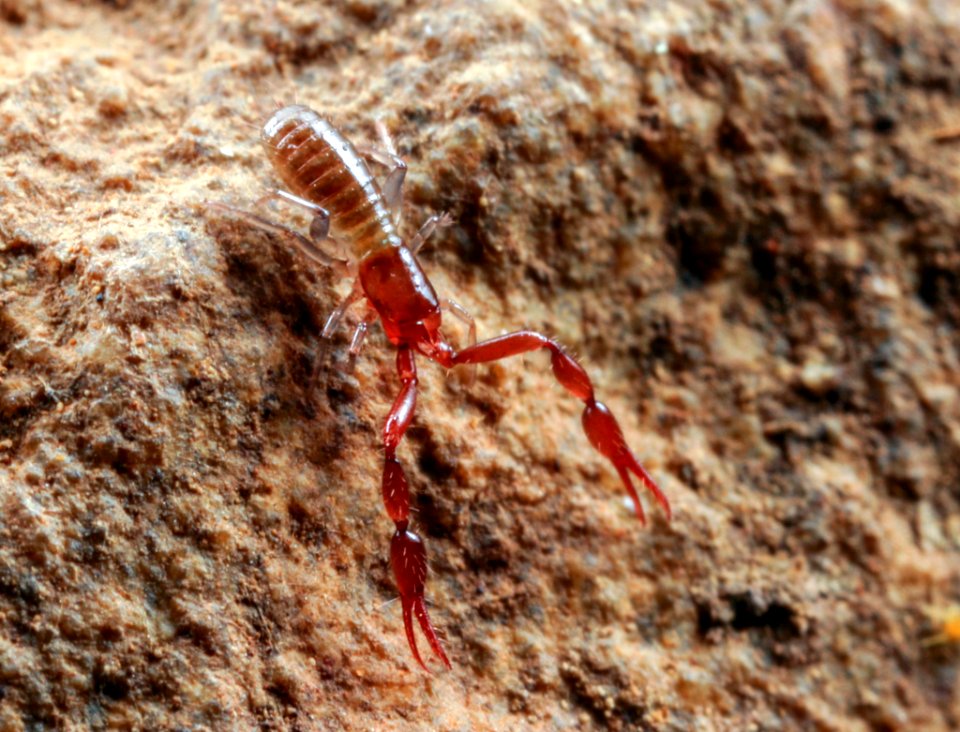 Pseudoscorpion AW