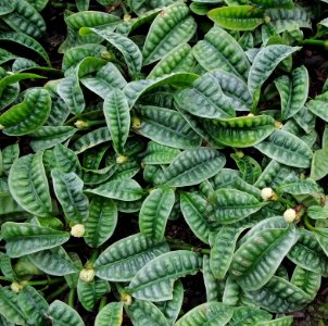 Psychotria ankasensis - Kew Gardens