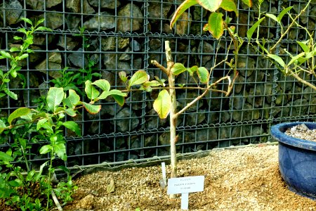 Psidium guajava - Shinjuku Gyo-en Greenhouse - Tokyo, Japan - DSC05752