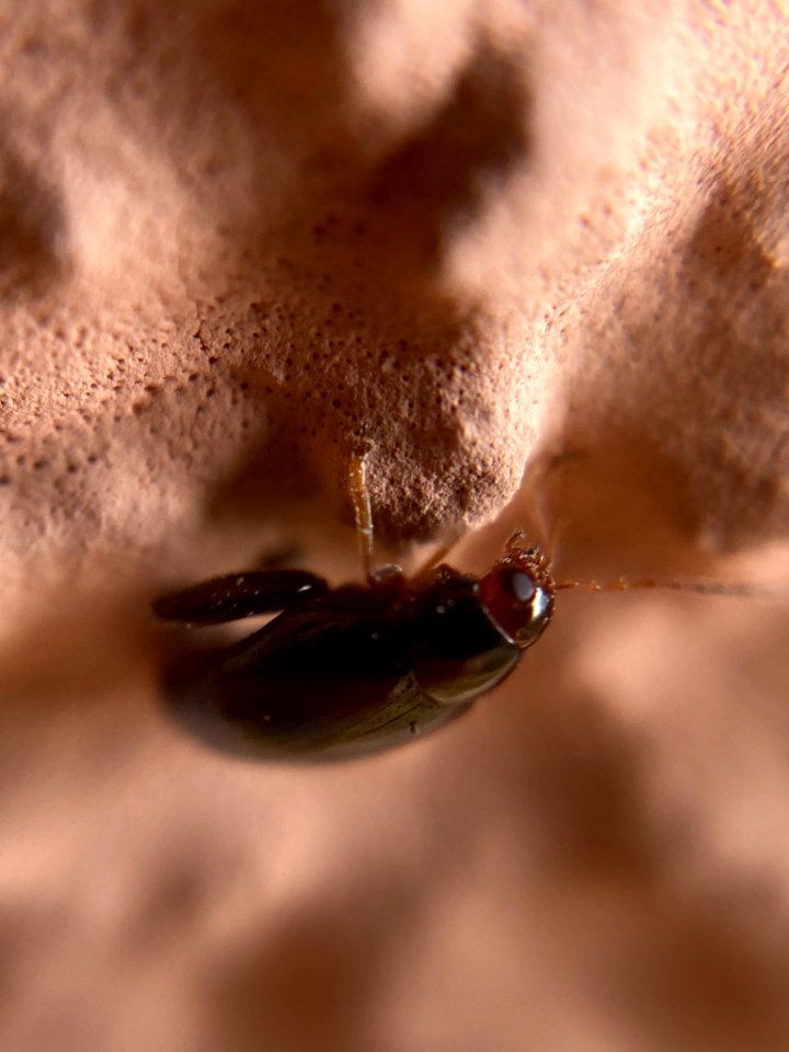 Psylliodes chrysocephalus (02)