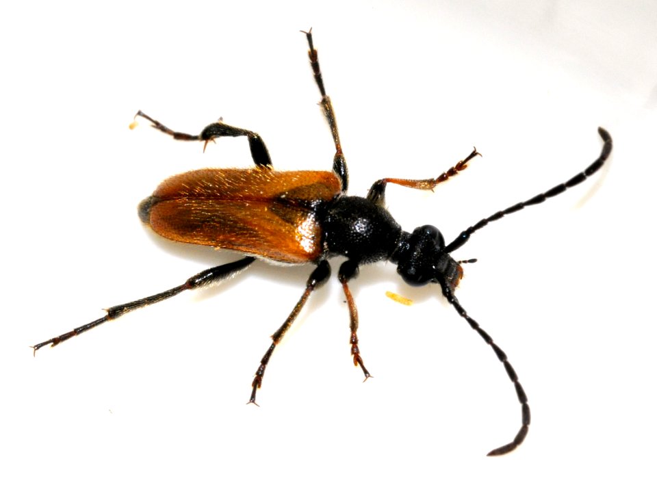 Pseudovadonia-livida-05-fws