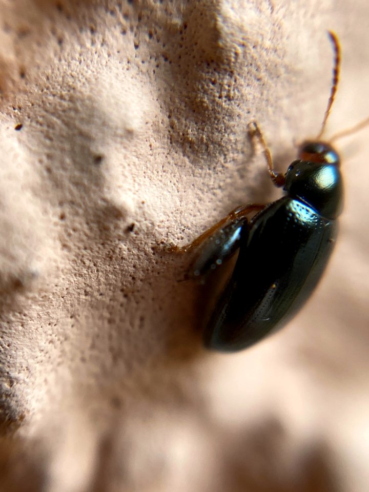 Psylliodes chrysocephalus (04)