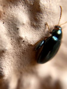 Psylliodes chrysocephalus (04)