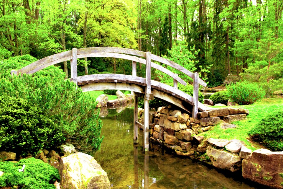 Stream island trees