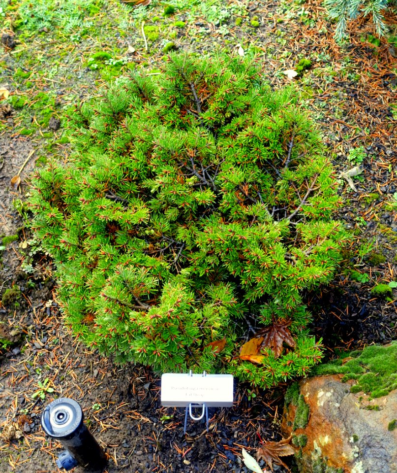 Pseudotsuga menziesii var. glauca 'Fat Doug' - Oregon Garden - Silverton, Oregon - DSC00250