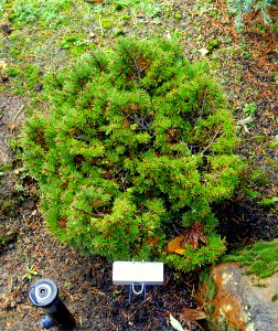Pseudotsuga menziesii var. glauca 'Fat Doug' - Oregon Garden - Silverton, Oregon - DSC00250