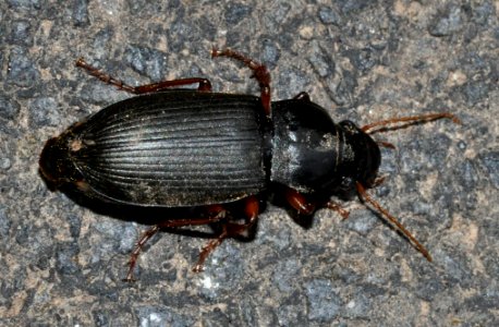 Pseudoophonus-rufipes-01-fws