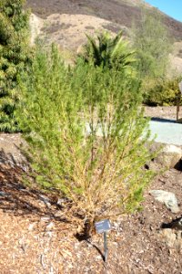 Psoralea pinnata - Leaning Pine Arboretum - DSC05688 photo