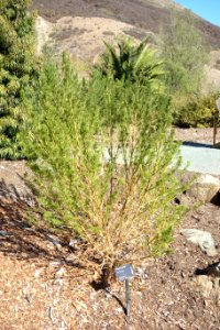 Psoralea pinnata - Leaning Pine Arboretum - DSC05688