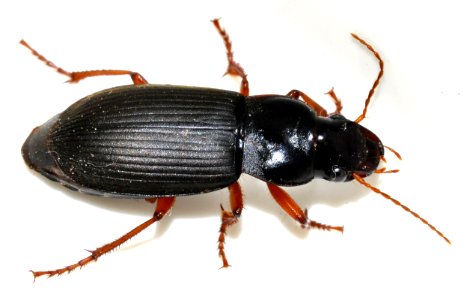Pseudoophonus-rufipes-11-fws