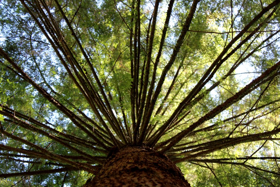 Pseudotsuga menziesii subsp. menziesii at the Capilano Suspension Bridge Park, August 2017