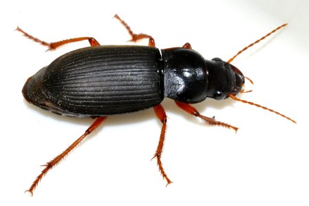 Pseudoophonus-rufipes-08-fws