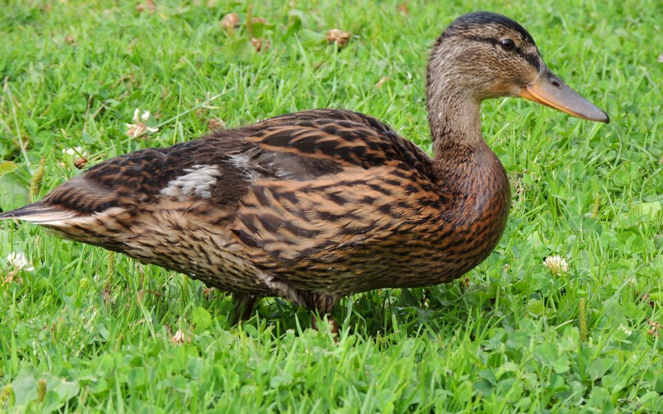 Duck animals birds