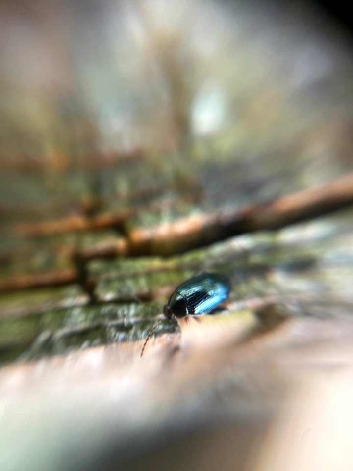 Psylliodes chrysocephalus (05)