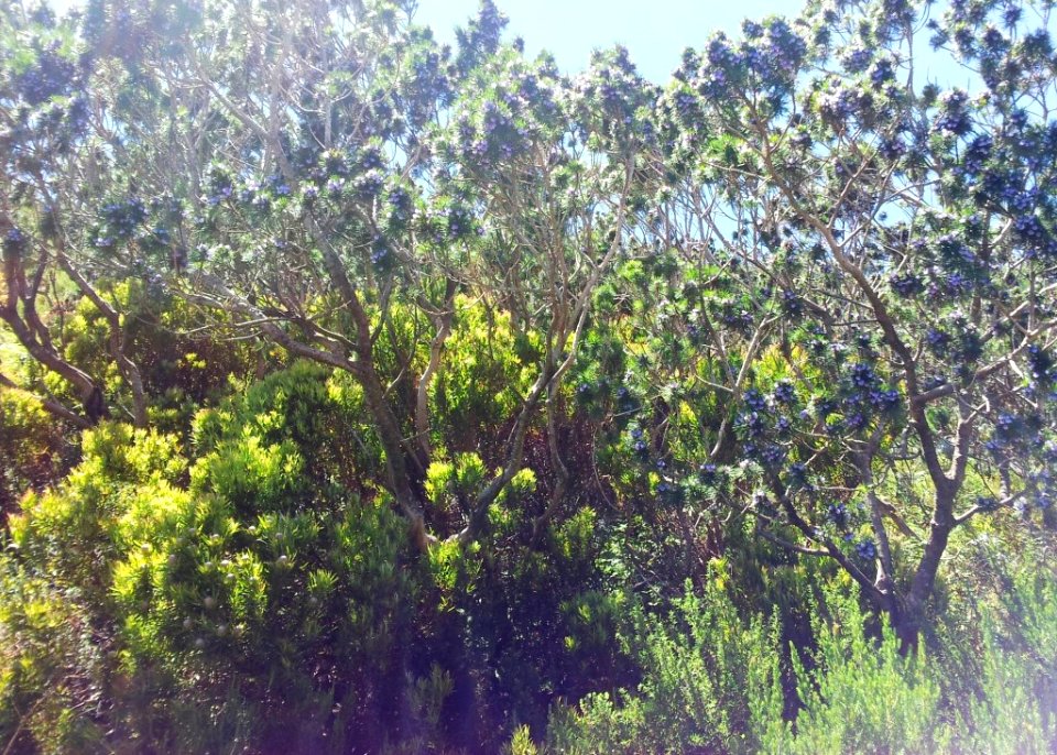 Psoralea pinnata trees on Devils Peak Cape Town 2