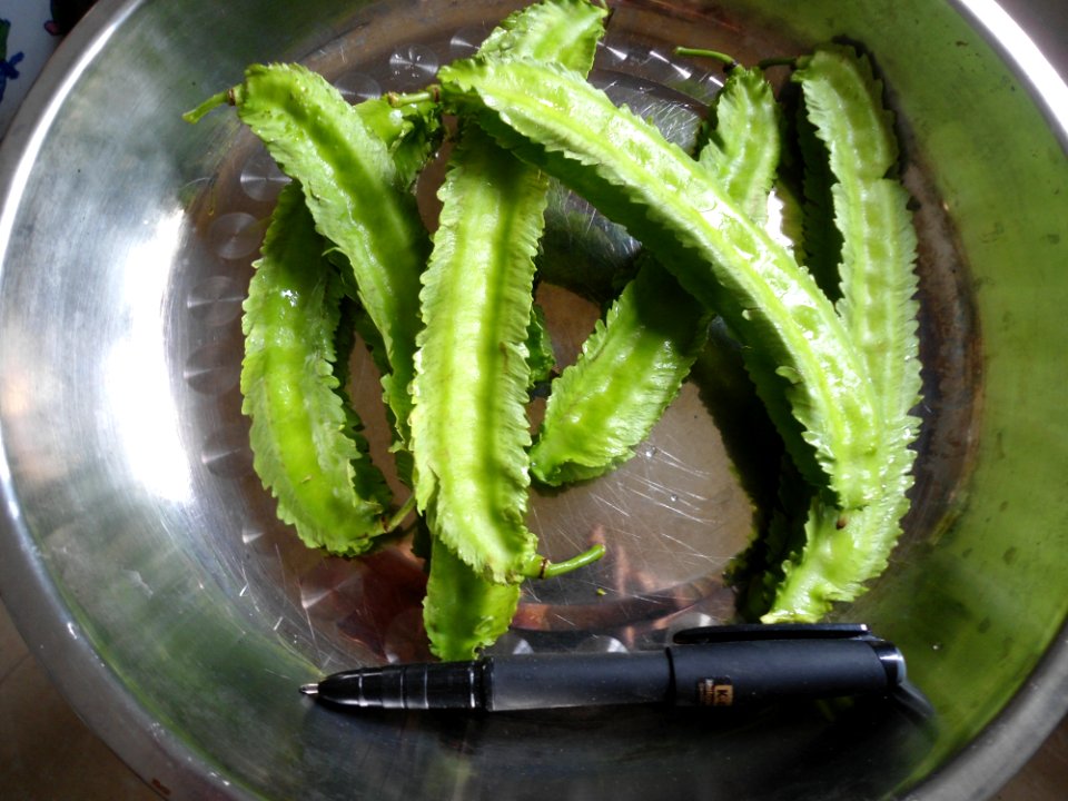 Psophocarpus tetragonolobus in Hainan - 02