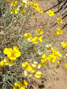 Psilostrophe cooperi