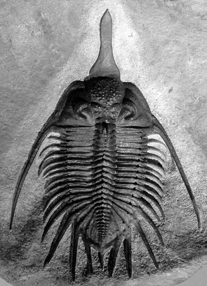 Psychopyge elegans cropped