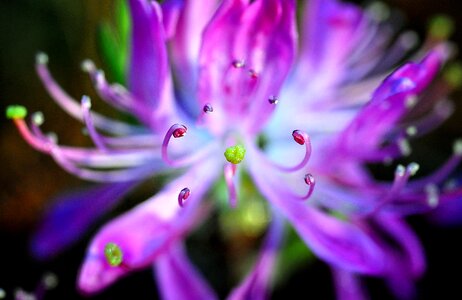 Nature colored flower