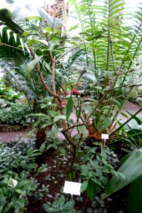 Psychotria viridiflora - Botanischer Garten - Heidelberg, Germany - DSC01133