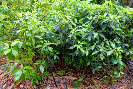 Psychotria tenuifolia (Psychotria sulzneri) - McKee Botanical Garden - Vero Beach, Florida - DSC03169