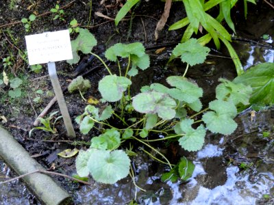 Psychrophila leptosepala - Botanischer Garten, Frankfurt am Main - DSC02526