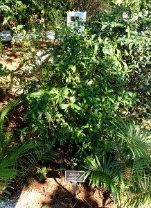 Psychotria ligustrifolia - Naples Botanical Garden - Naples, Florida - DSC00070