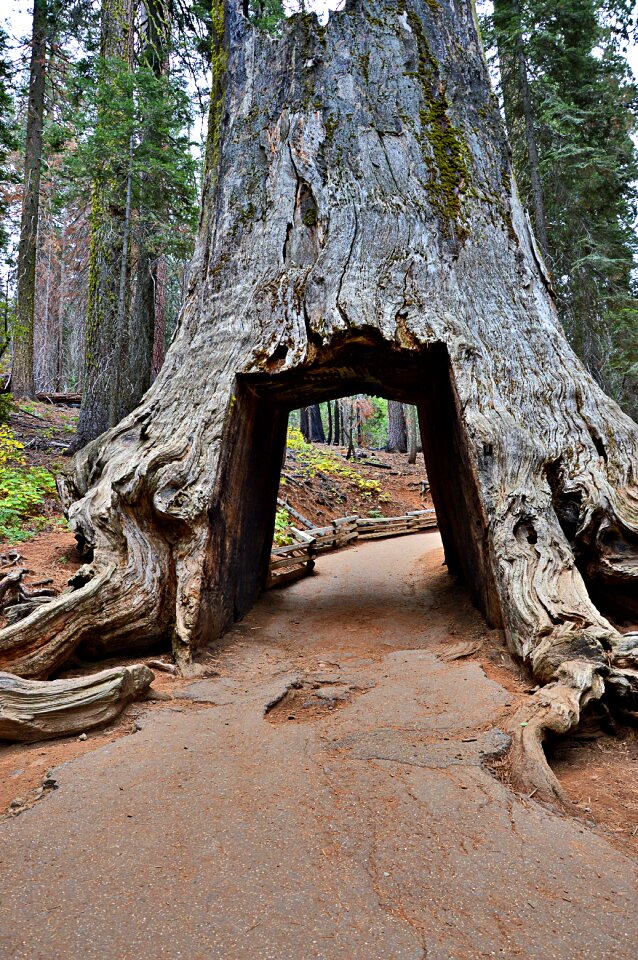California yosemite national park sequoia