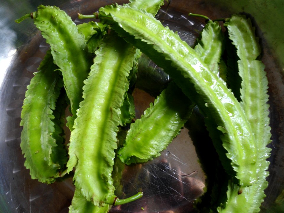 Psophocarpus tetragonolobus in Hainan - 01